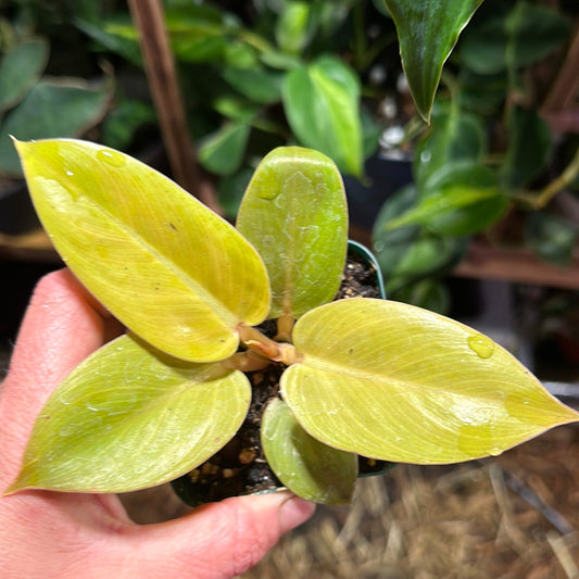 Philodendron Melinonii