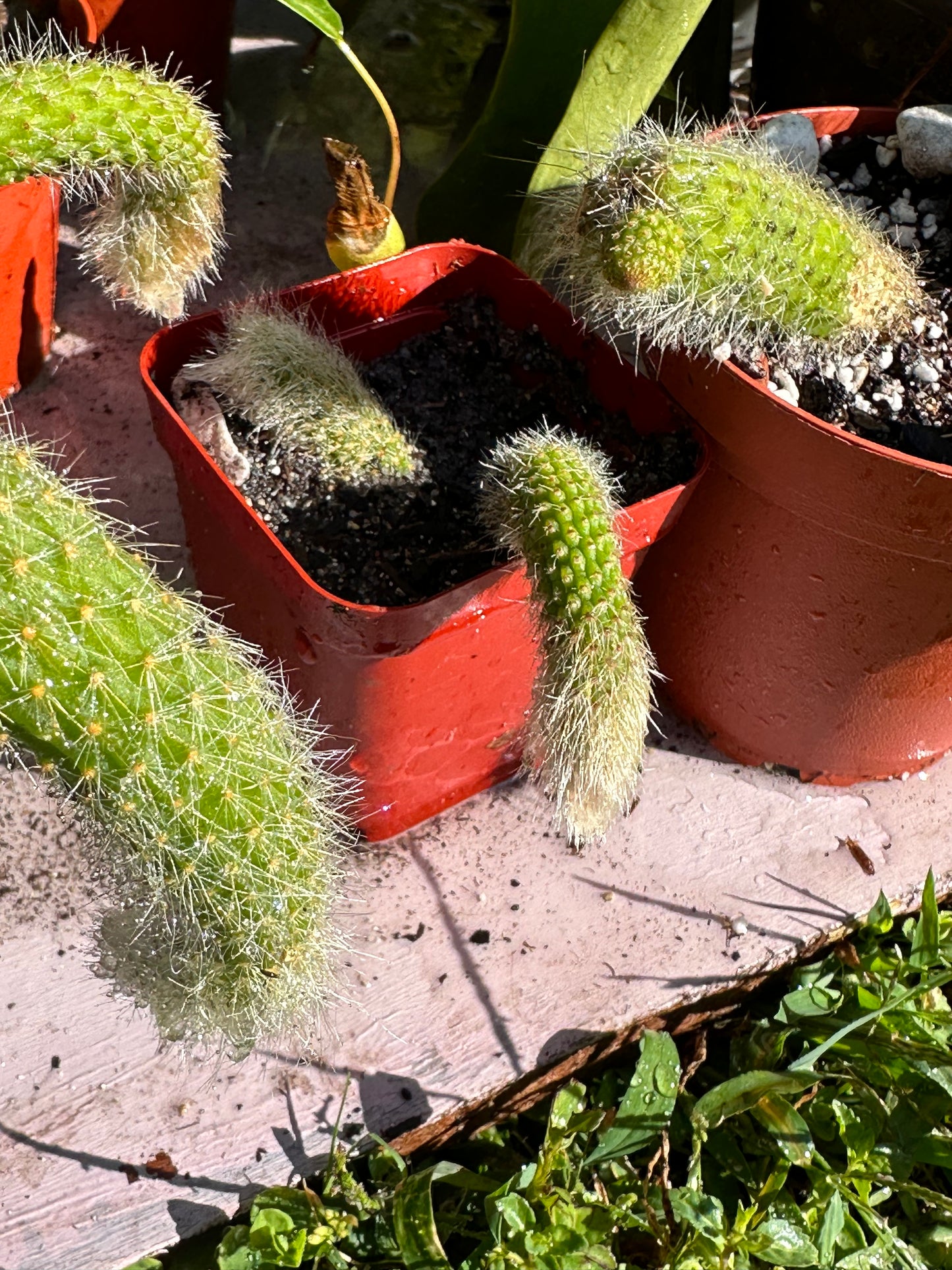 Monkey Tail Cactus (Assorted Size)