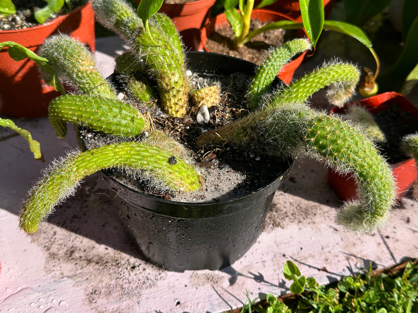 Monkey Tail Cactus (Assorted Size)