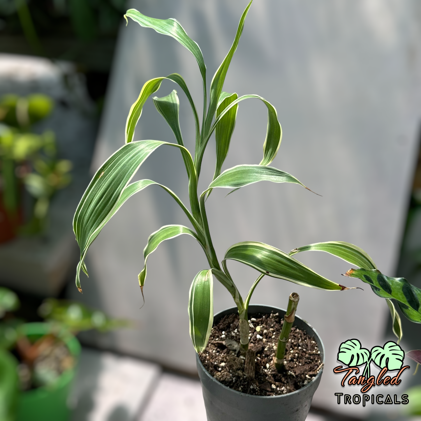 Variegated Lucky Bamboo Plant 4 inch