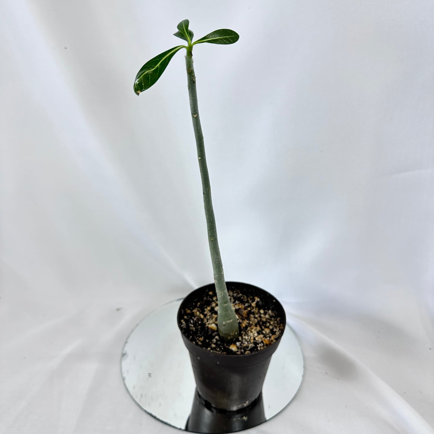 Desert Rose (actual plant) 3” pot