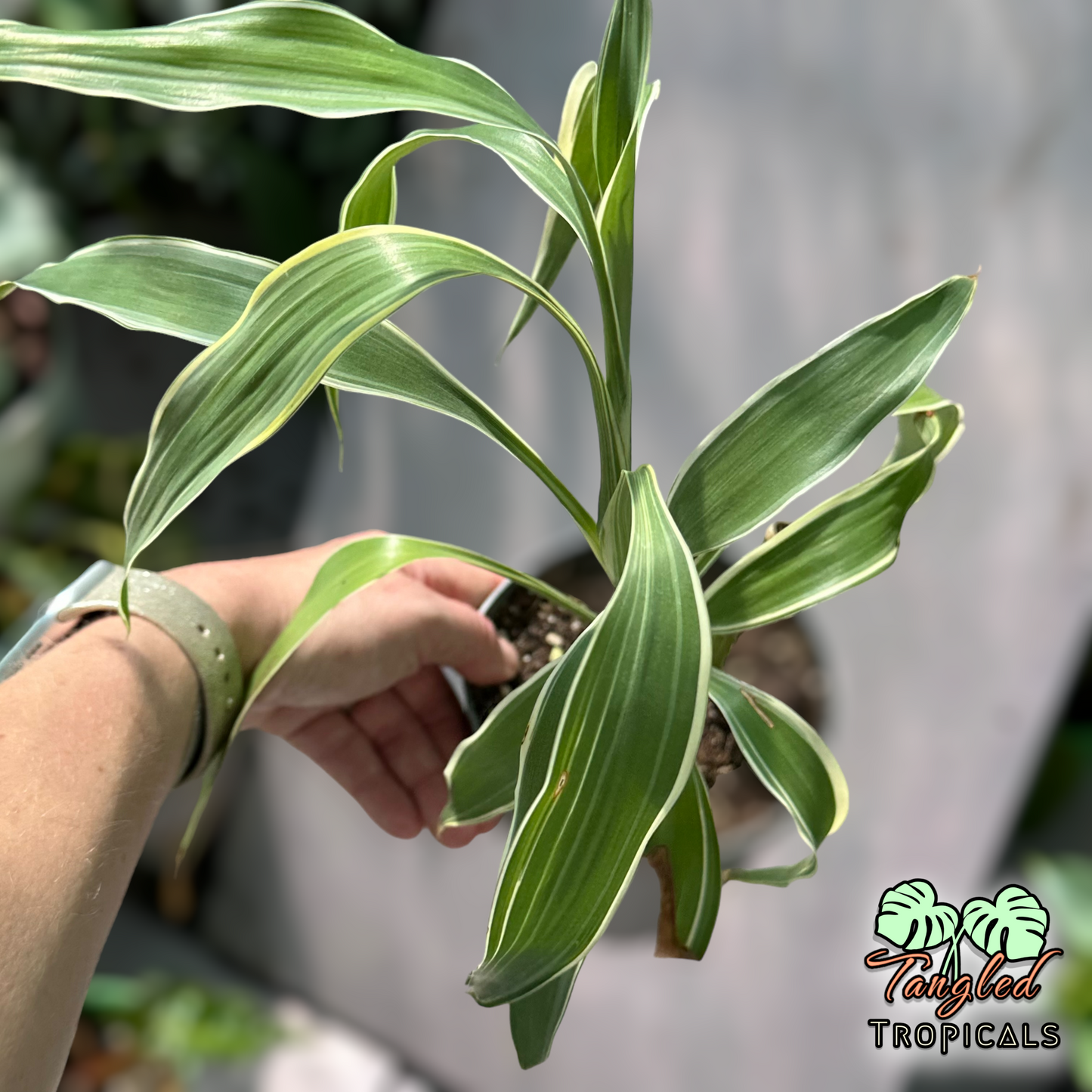Variegated Lucky Bamboo Plant 4 inch
