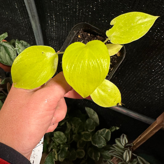 Philodendron Warscewiczii 2.5 inch