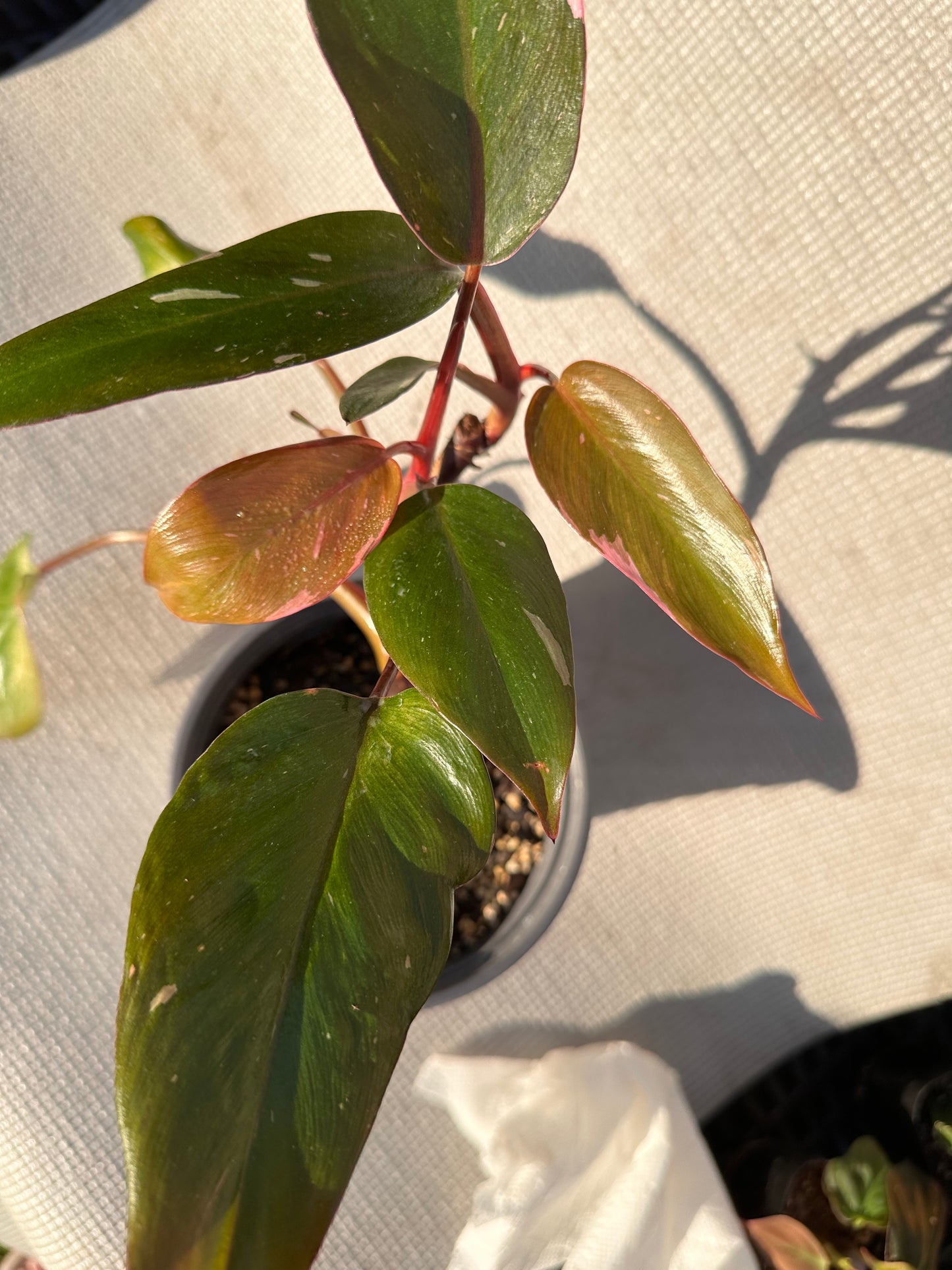 Pink Princess Philodendron Actual Plant 5 in