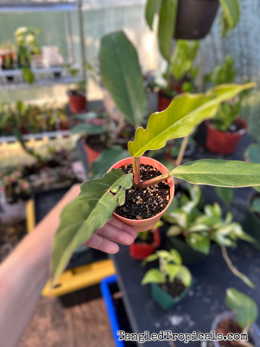 Caramel Pluto Philodendron in 4” Pot