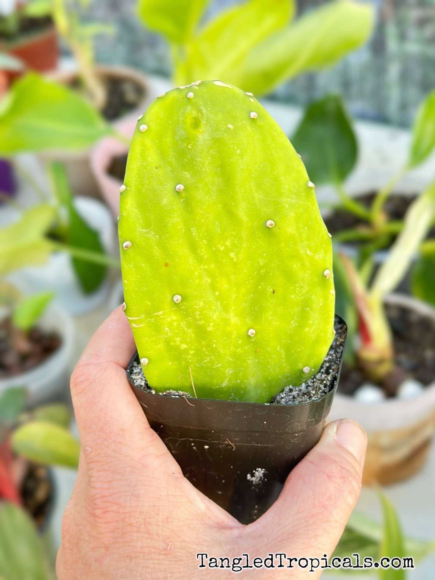 Spineless Prickly Pear Cactus Starter 2.75 inch