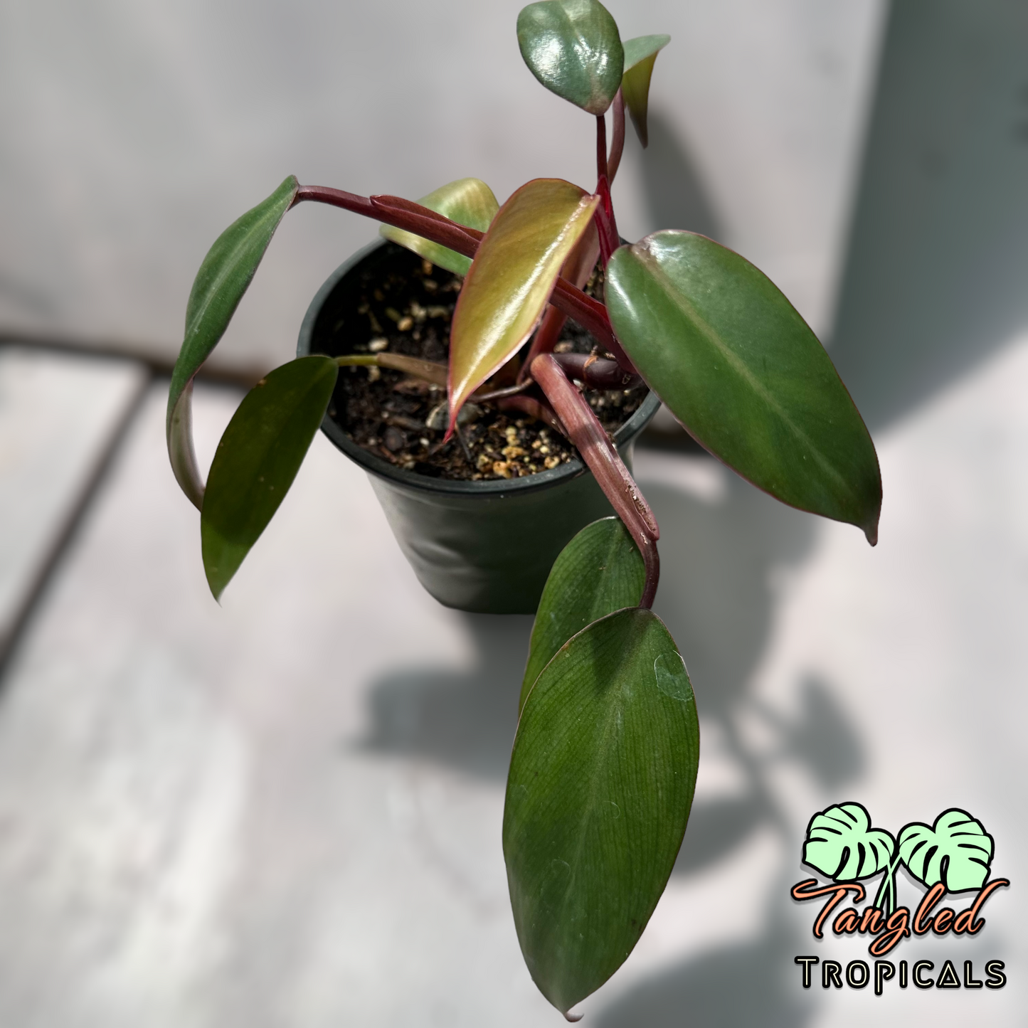 Red Emerald Philodendron 4”