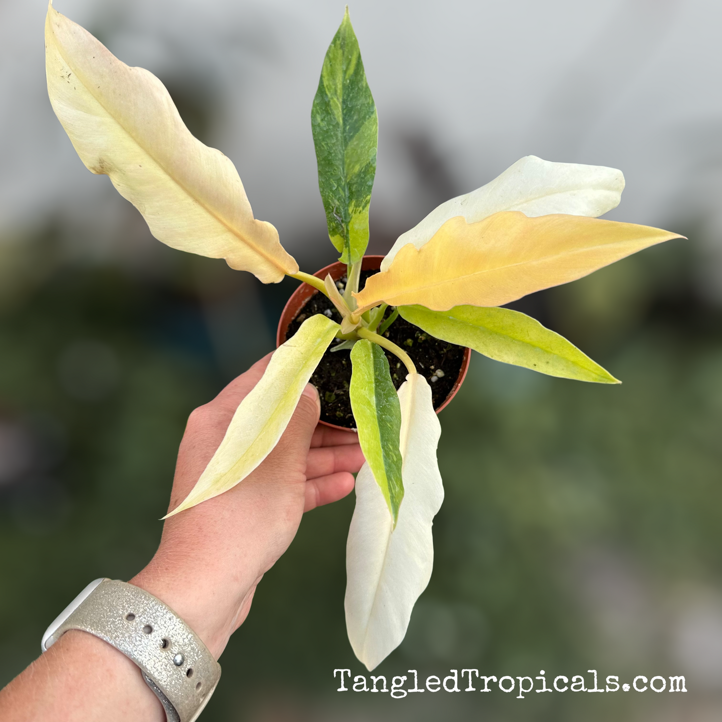 HIGHLY VARIEGATED Ring of Fire Philodendron (Pick Your Plant)