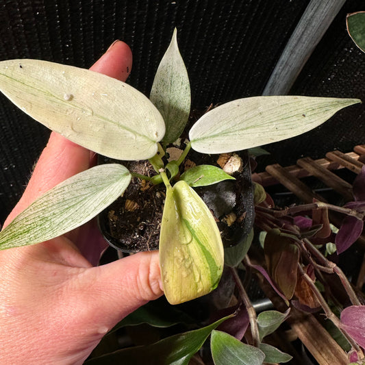 Philodendron Florida Ghost Mint 2.75 inch