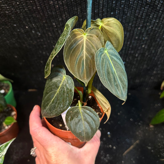 Philodendron Melanochrism (2 Sizes)