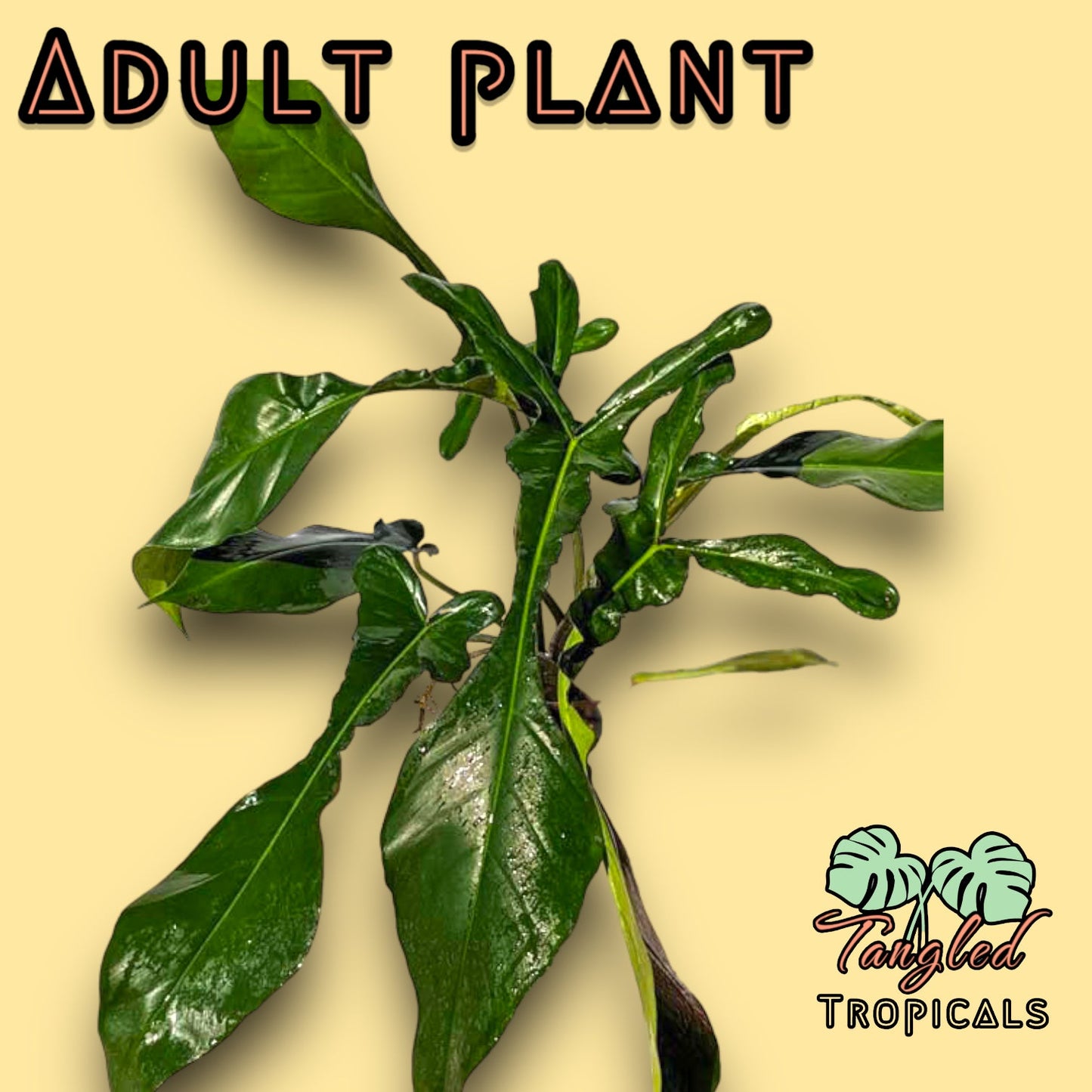 Joeppi Philodendron 4 inch