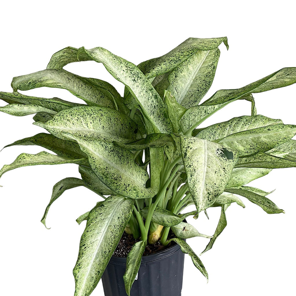Diffenbachia Camoflauge Plant 6 inch